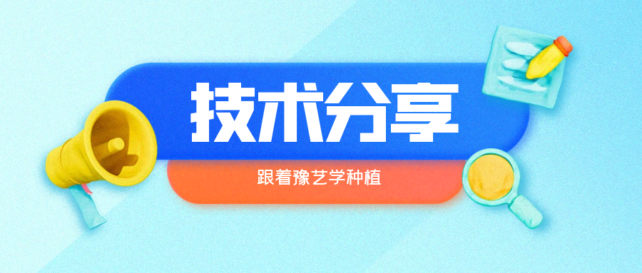 秋大棚辣椒、番茄育苗關鍵技術分享